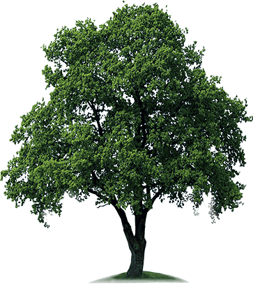 Download Free High Quality Tree Png Transparent Images - Tree Png (363x407), Png Download