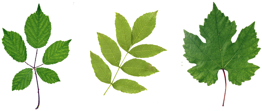 Green Leaf Png Hd - Leaf On Branch (960x403), Png Download