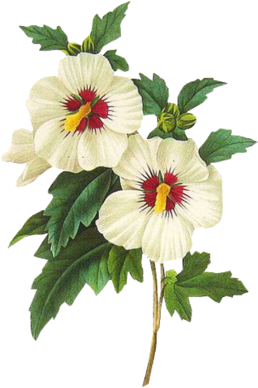 Leaves Png Green Kpopedit Edits Edit Overlay Flower - Rose Of Sharon Botanical Art (1024x1024), Png Download