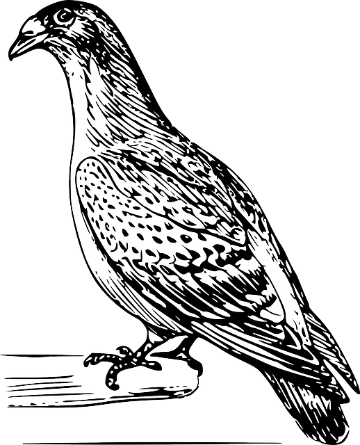 Bird, Wings, Pigeon, Carrier, Feathers, Perched - Merpati Drawing (518x640), Png Download