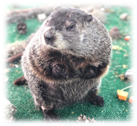 The Zoo Is Grateful For The Support Of Investors Bank - Punxsutawney Phil (550x517), Png Download
