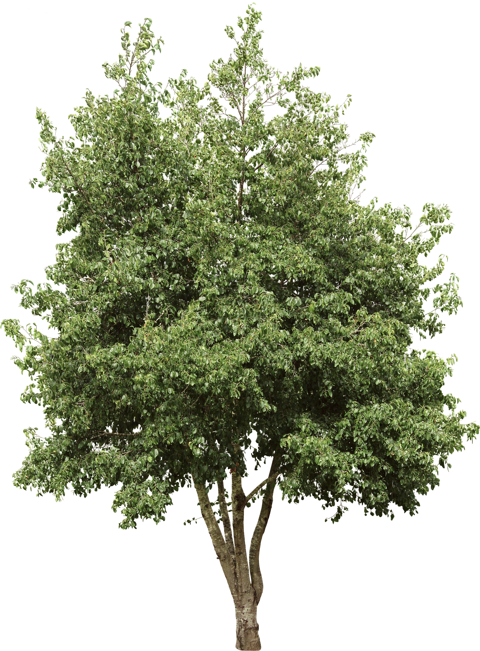 Italian Alder - Tree Cutout (1632x2214), Png Download