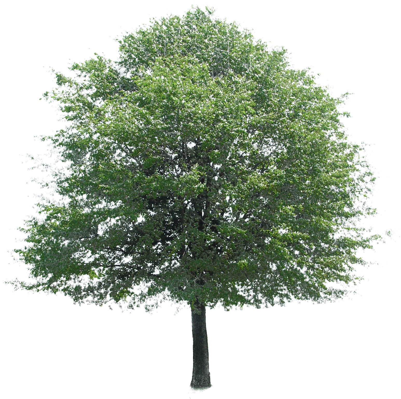 Free Download Of Tree Icon Clipart - Tree Entourage (1600x1600), Png Download