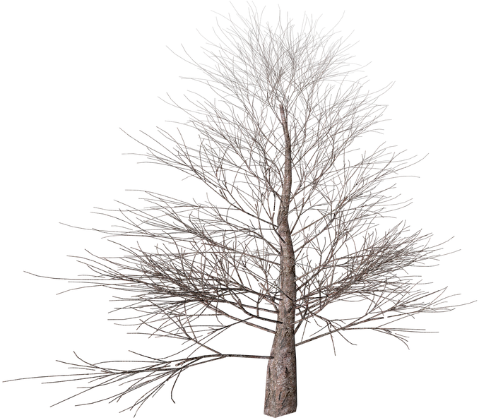 Tree, Png, Isolated, Autumn, Digital Art, Nature - Winter Tree Transparent Background (960x600), Png Download