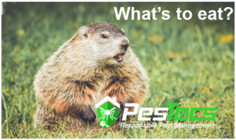 Woodchucks Image - Groundhog (490x360), Png Download