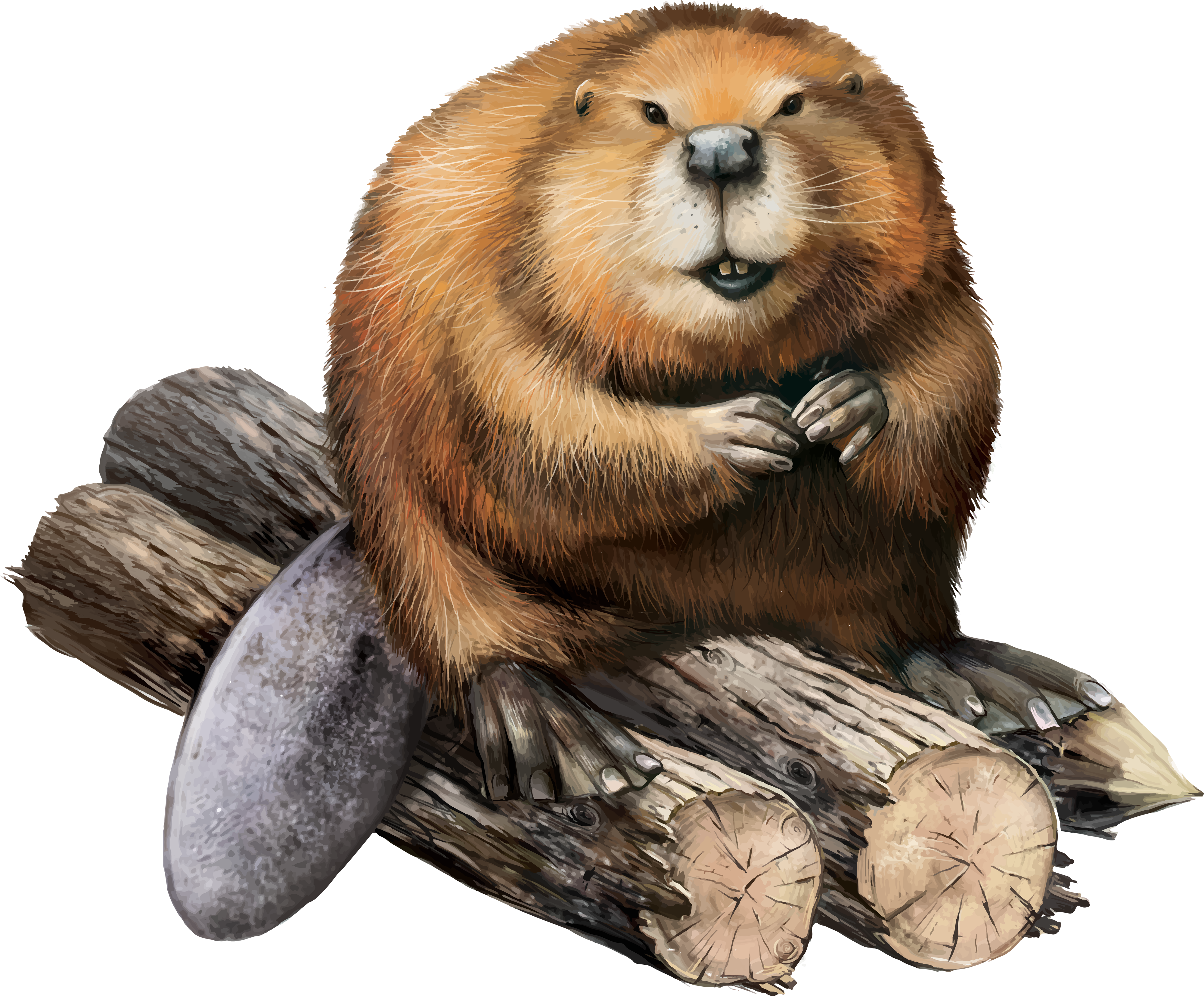 Beaver Png (4000x3310), Png Download