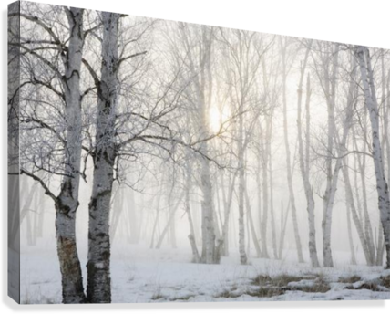 Ontario, Canada - Great Big Canvas Susan Dykstra Premium Thick-wrap Canvas (428x344), Png Download