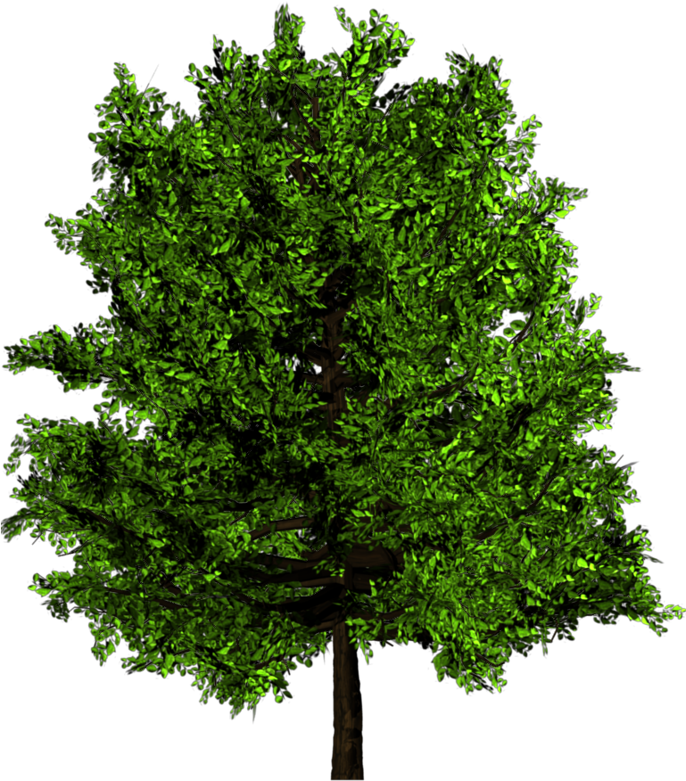 Added By Yorik On - Green Tree Png (768x1024), Png Download