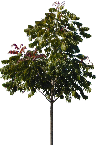 Plants/ Trees/ Tree336 - Tux Paint (336x480), Png Download