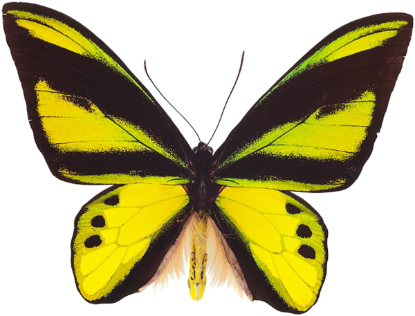 Yellow Butterfly - Ornithoptera Chimaera (600x457), Png Download
