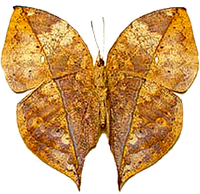 Kallimia Inachus Dry Leaf Butterfly 2 - Leaf Winged Butterfly (400x380), Png Download