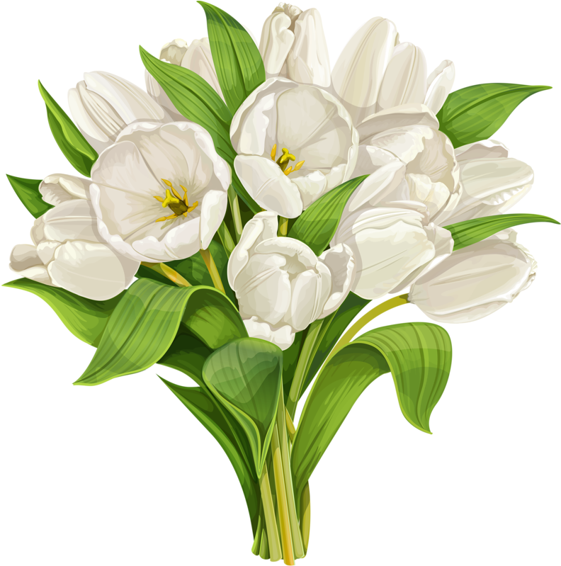 Фотки Flower Art, Flower Petals, Art Flowers, White - White Tulips Illustration (800x798), Png Download