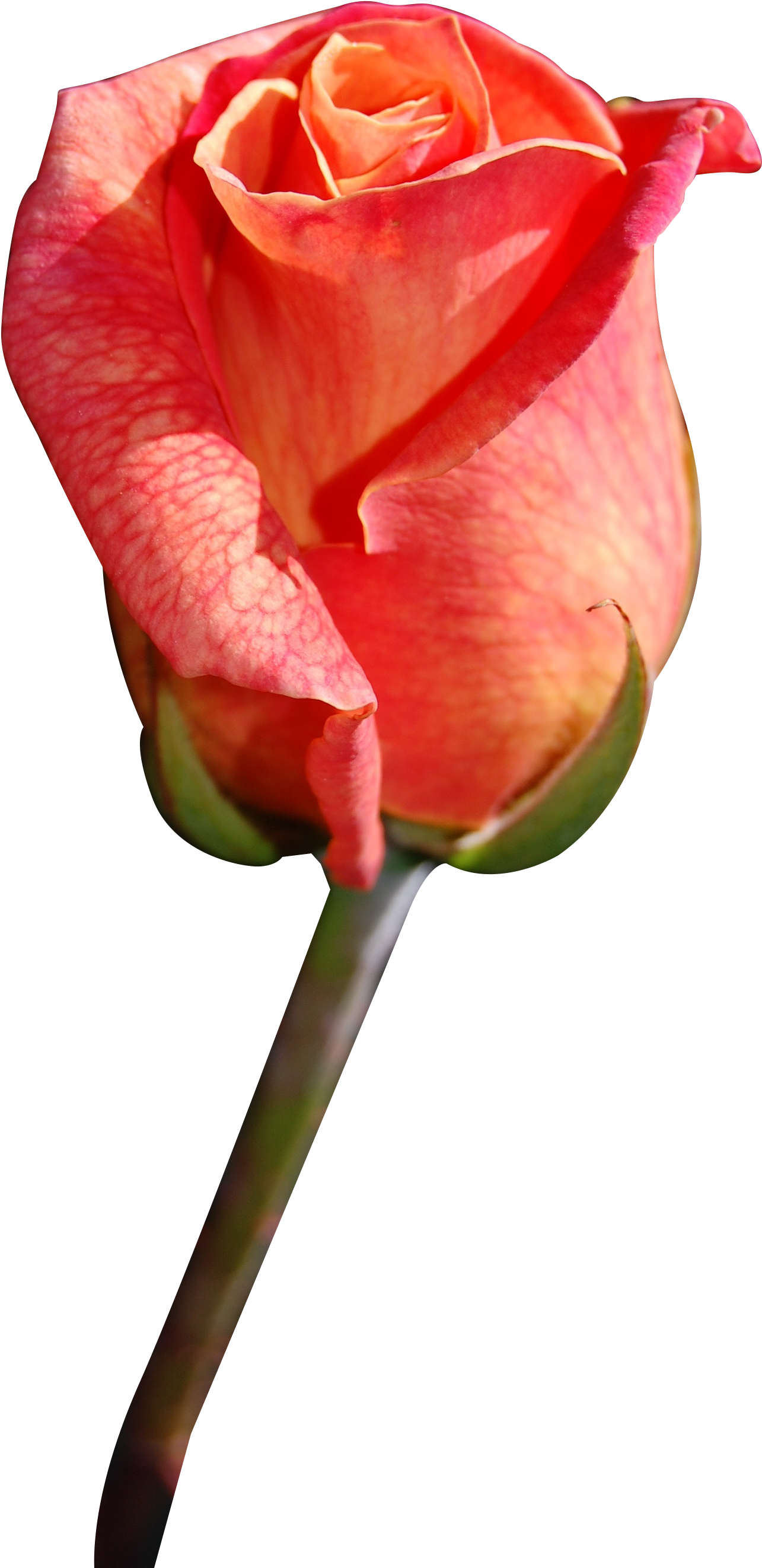 Download - Png Red Rose (2000x3008), Png Download