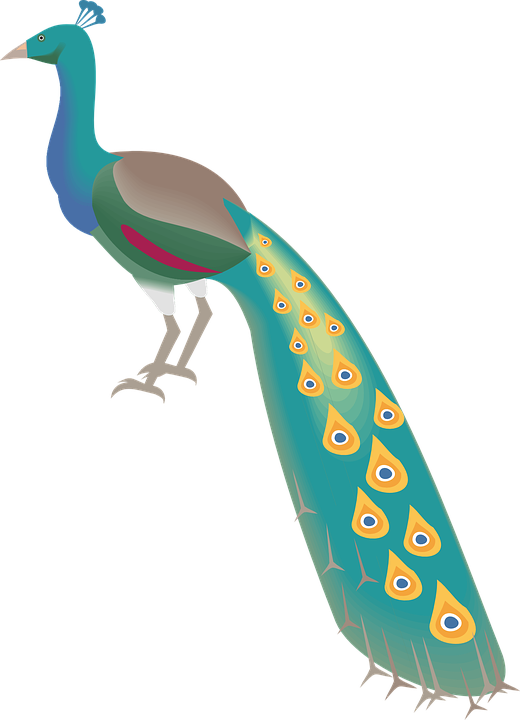 Peacock, Peafowl, Bird, Plumage, Showy Plumage - Warna Burung Merak Kartun (520x720), Png Download
