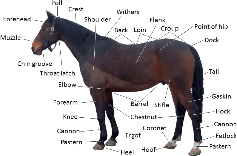 Forelock On A Horse (794x521), Png Download