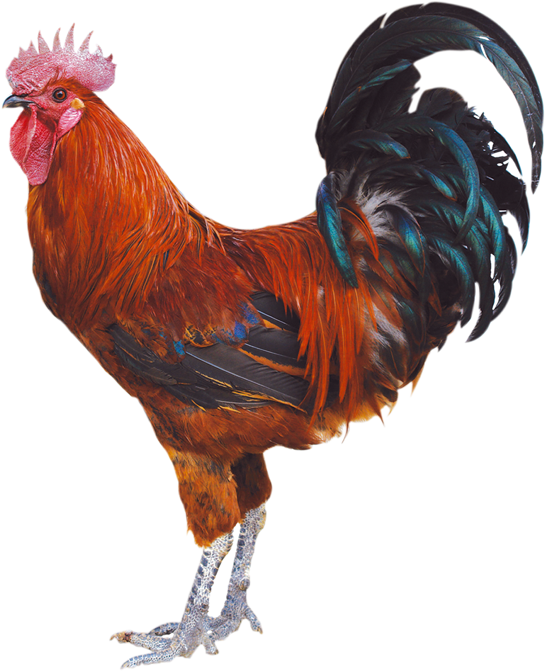 1251 X 1654 10 - Con Ga Png (1251x1654), Png Download