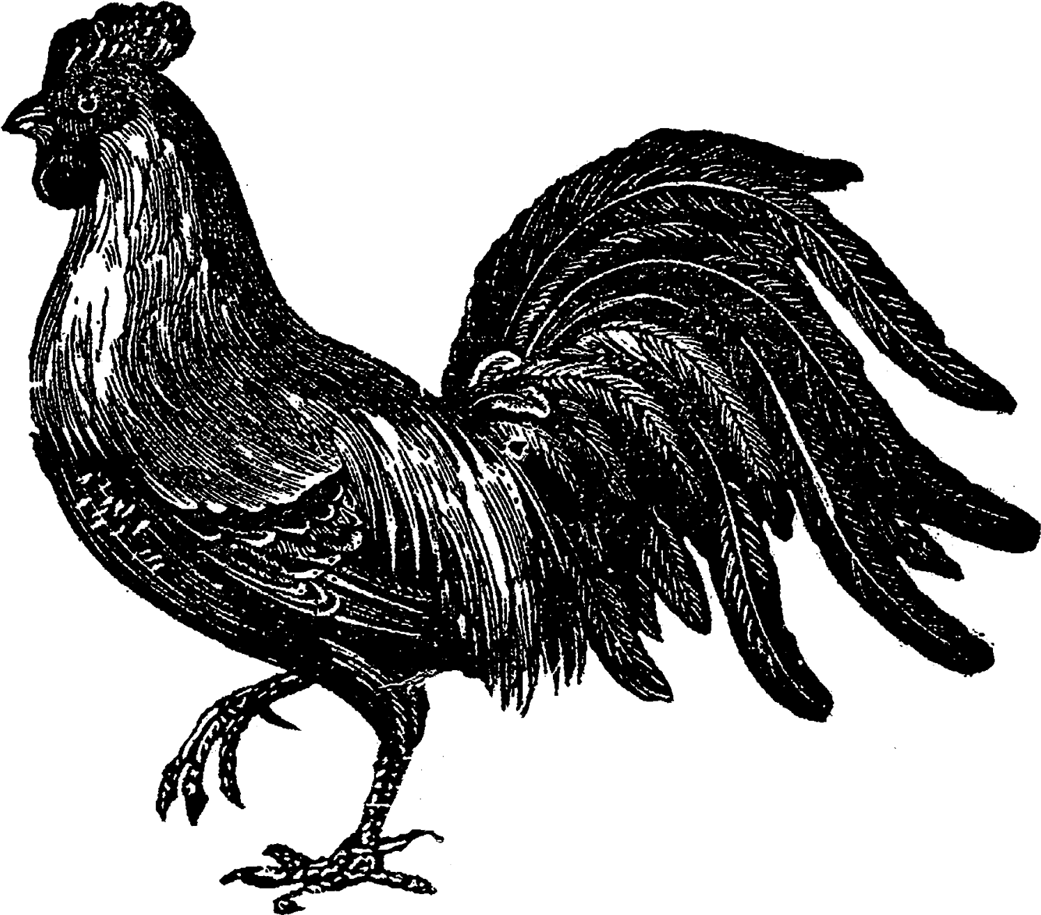 Digital Stamp Design Bird Farm Fowl Images - Rooster (1600x1414), Png Download