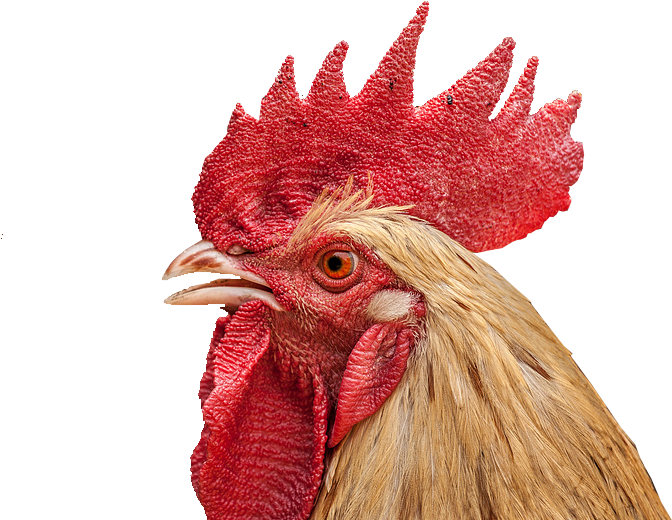Cock Face Png (860x528), Png Download