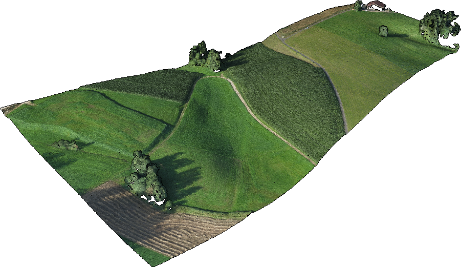 Grass (901x521), Png Download