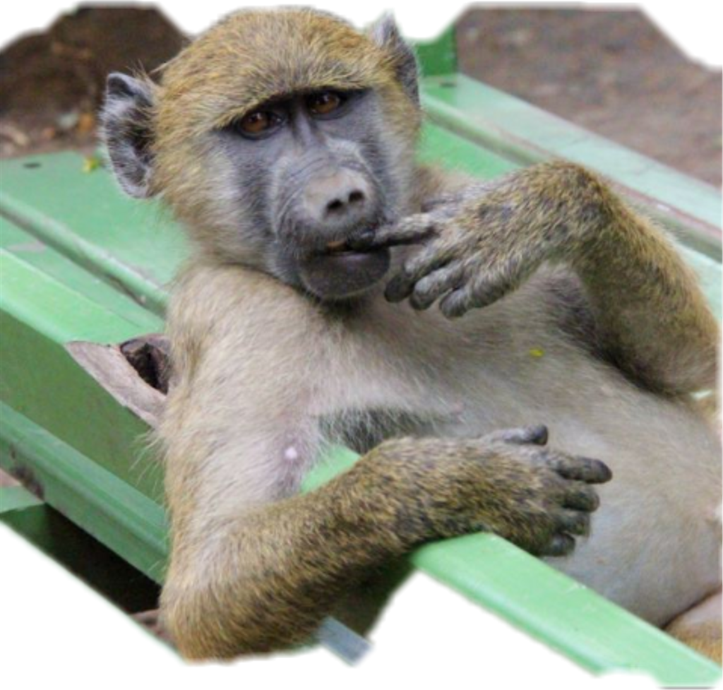 Monkey Sticker (1024x977), Png Download