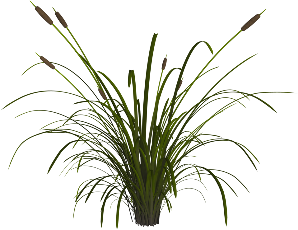 Reed Png (986x810), Png Download