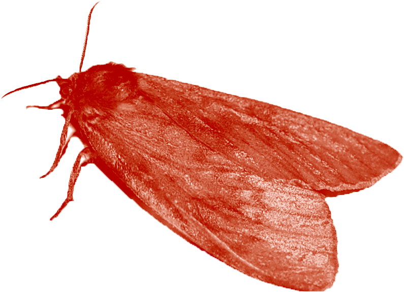 Ladybugpng - Mol (815x609), Png Download