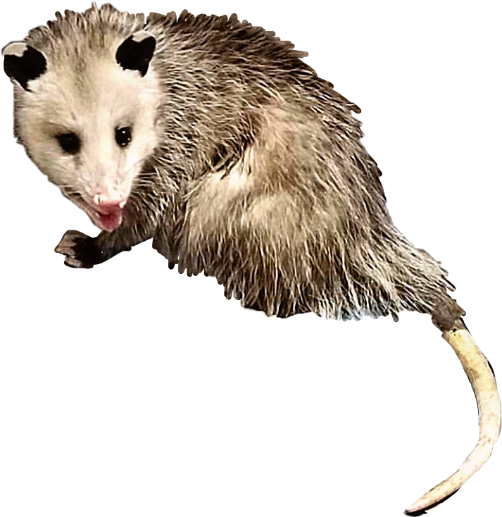 Opossum Possum Animal Creature Critter Rodent Yuck - Common Opossum (713x734), Png Download