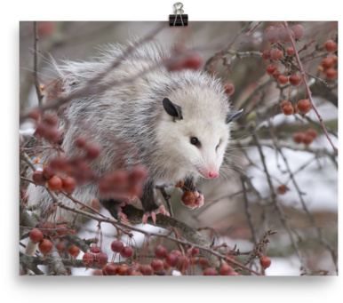 Snowpossum ☆ Poster - Possum (600x600), Png Download