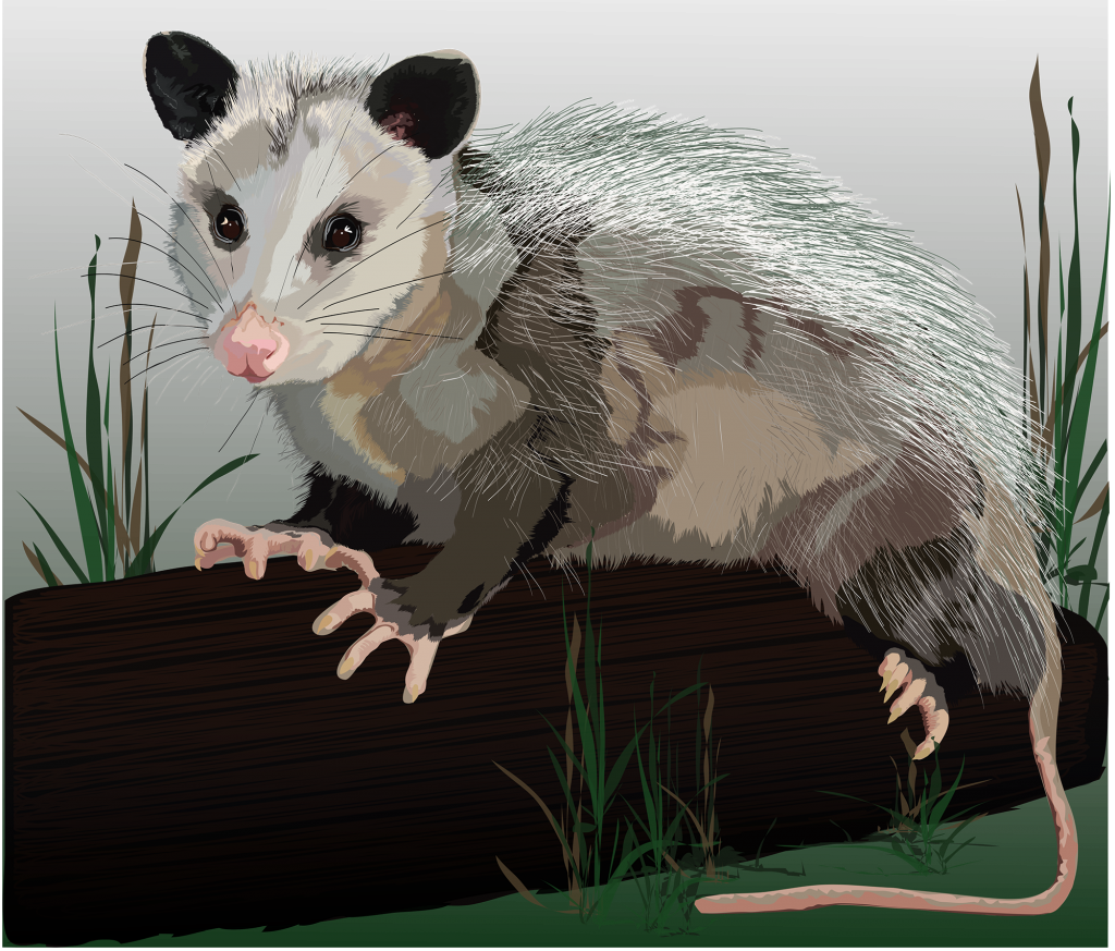 Possum - Common Opossum (1024x873), Png Download