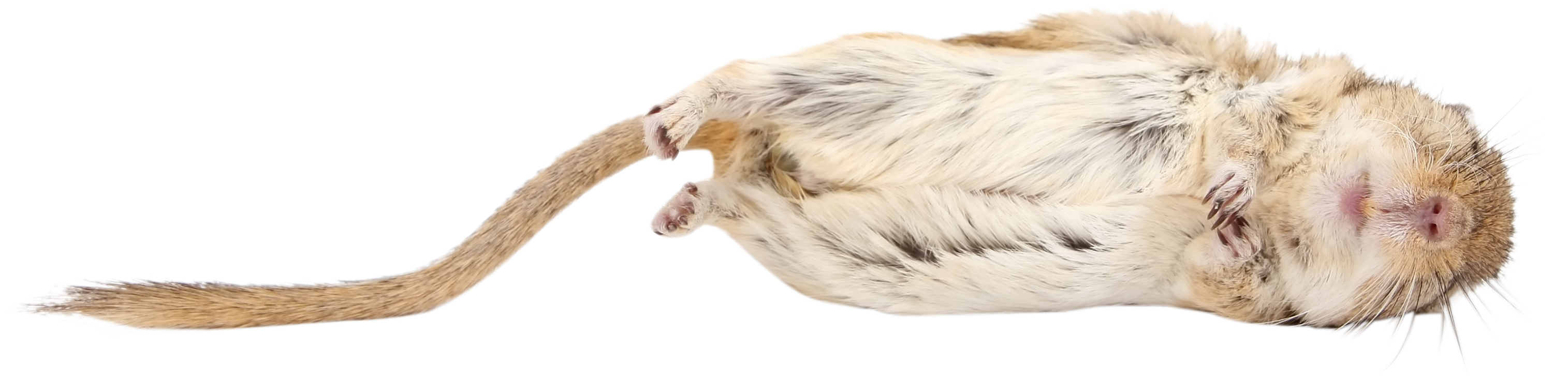 Animal-1239249 Clip - Hamster (3344x2084), Png Download