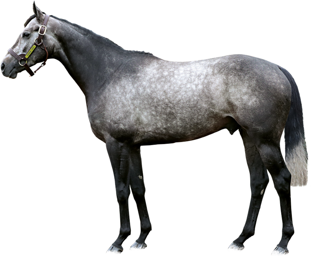 Roaring Lion Foreground - Horse Blankets & Sheets (1061x850), Png Download