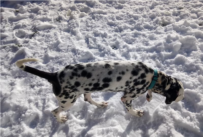 Adult Rate - Snow (800x750), Png Download