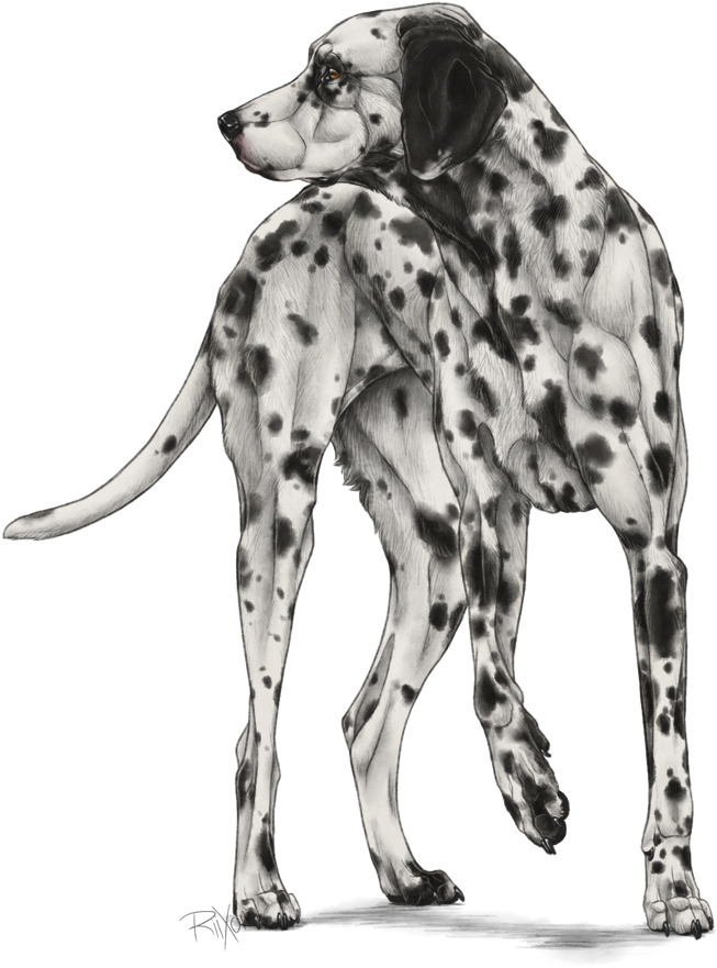 Dalmatian (679x900), Png Download