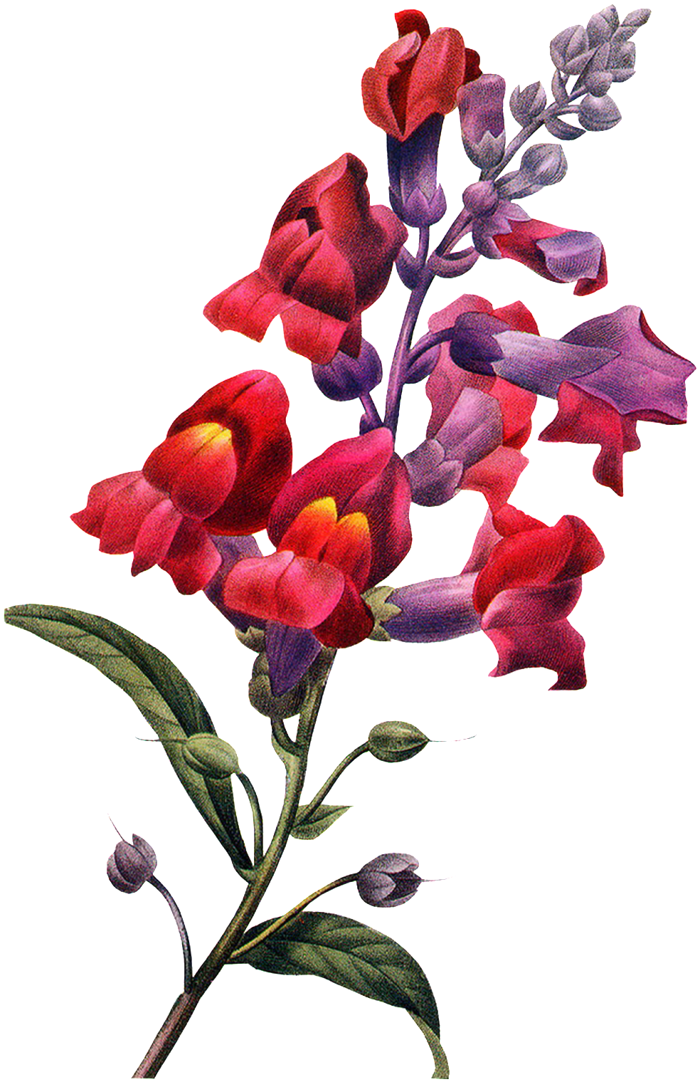 A Colorful Flower Branch Transparent - Design (1024x1558), Png Download