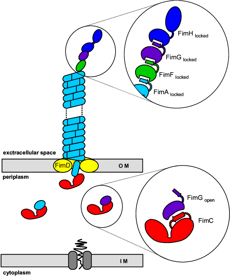 Pilus Subunits Enter The Periplasm Via The Sec Pathway - Diagram (850x974), Png Download