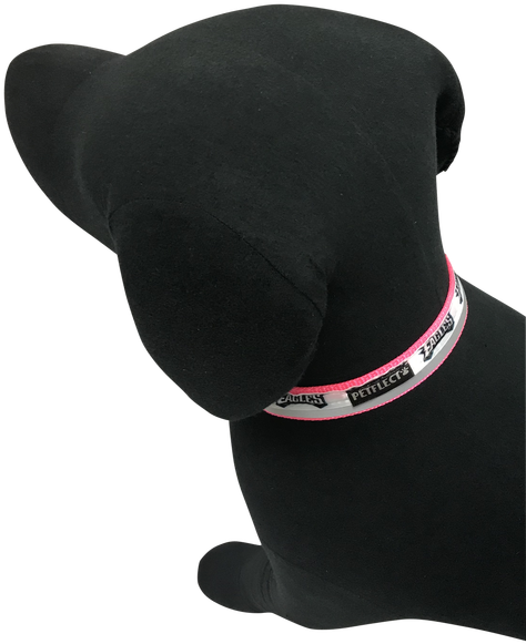 Philadelphia Eagles Dog Collar - Dog (500x630), Png Download