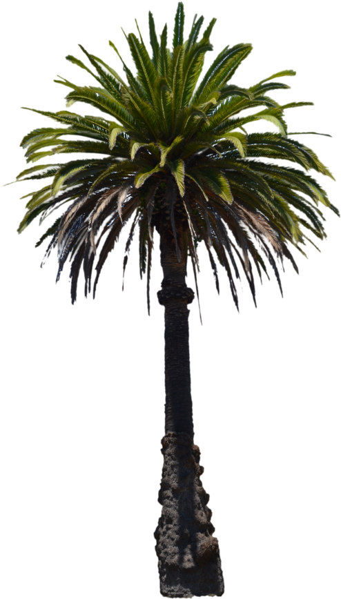 Palmtree Png - Palm Trees (733x1091), Png Download