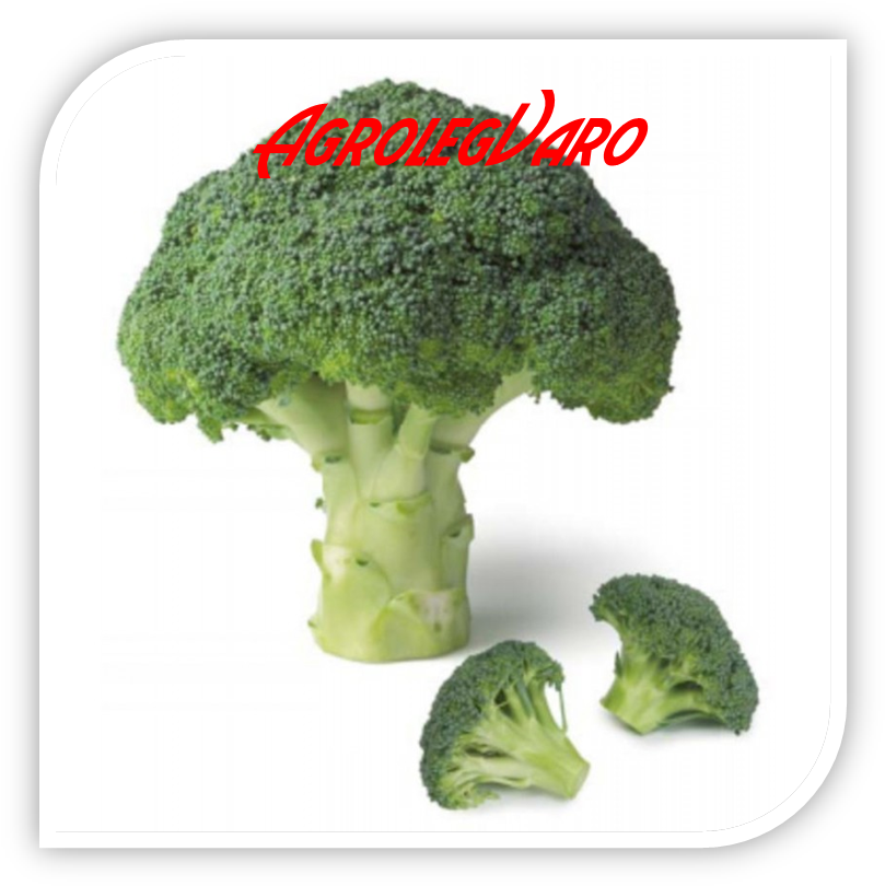 Seminte De Broccoli Agassi F1 - Sprouting Broccoli (822x823), Png Download