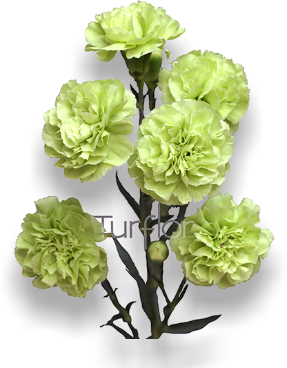 Brocoli - Artificial Flower (652x532), Png Download