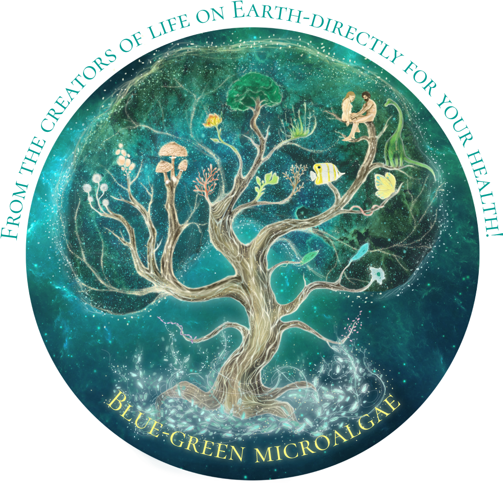 Tree Of Life - Tree (1024x1024), Png Download