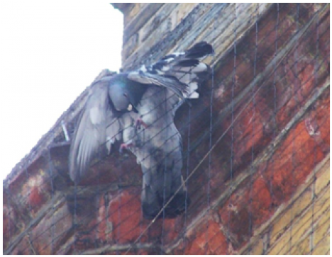 Bird Stuck In Netting (870x362), Png Download