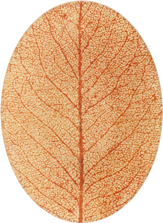 Circle (800x800), Png Download