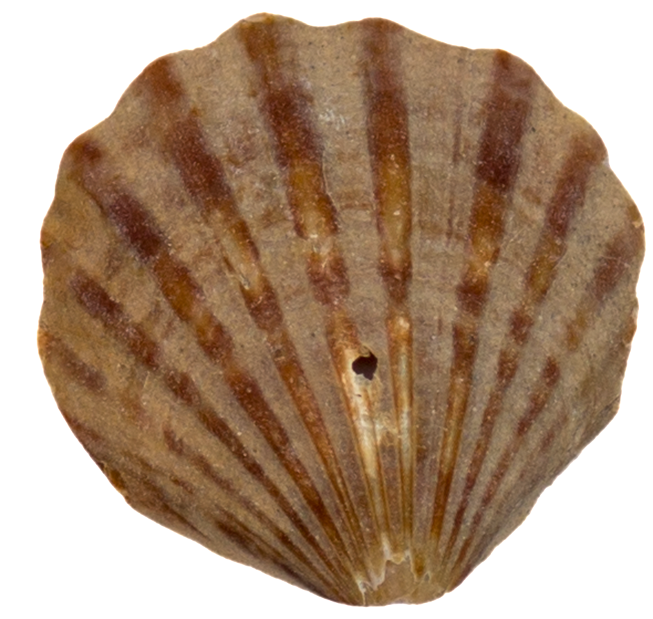 Jinwen Conch Transparent Decorative - Shell (1024x939), Png Download