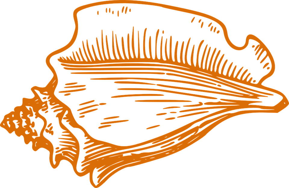 Shell Conch Orange - Clip Art Conch Shell Png (960x626), Png Download