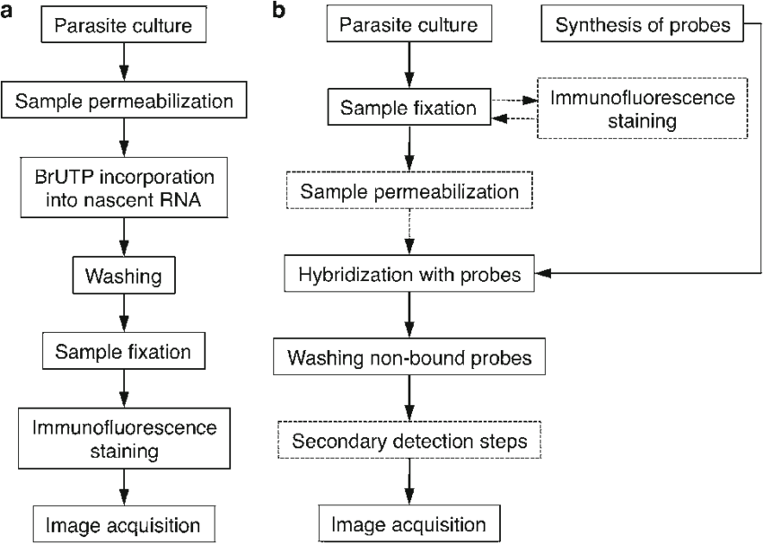 General Outline Of The Brutp Transcription And Fish - Number (850x606), Png Download