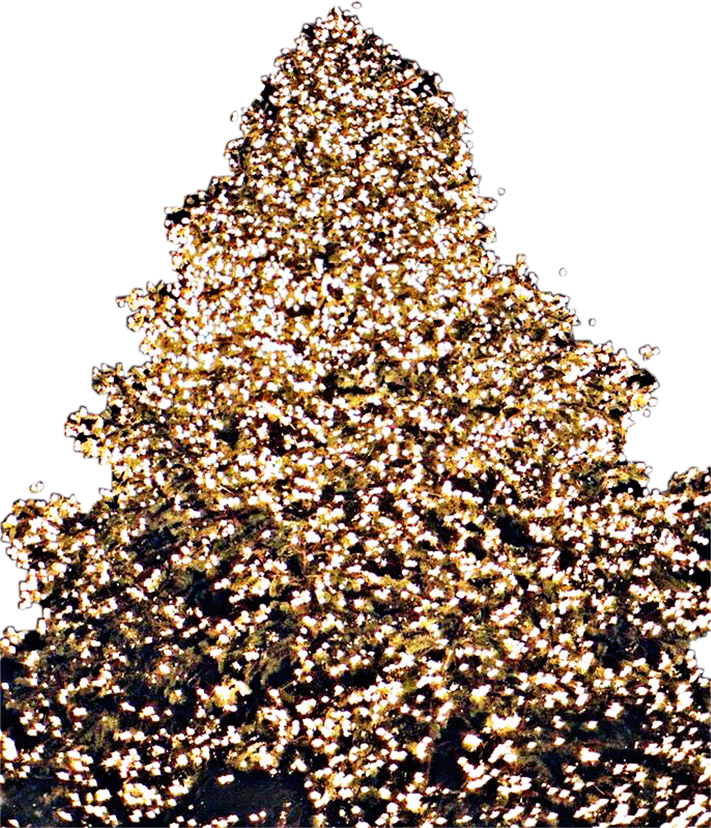 Christmas Tree Lights Christmastree Freetoedit - Christmas Tree (1024x1193), Png Download