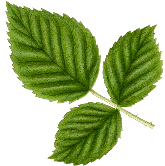 Blackberry, The Black Jewel - Ulmus Alata (565x570), Png Download
