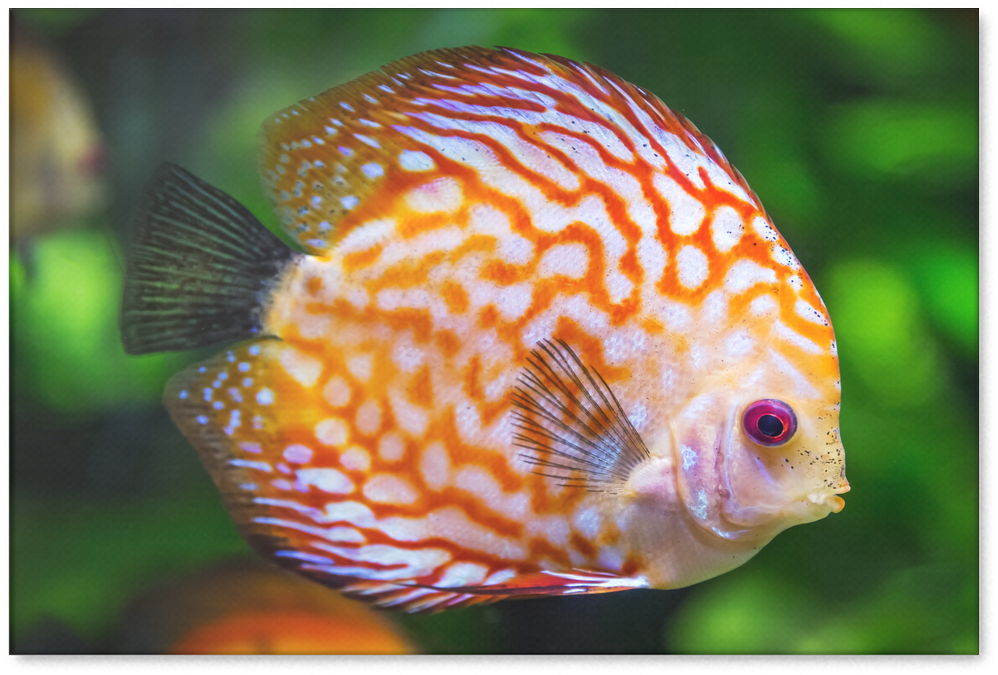 Orange Discus Fish Canvas Art Stunning Design In Sizes - Discus Fish (1024x1024), Png Download