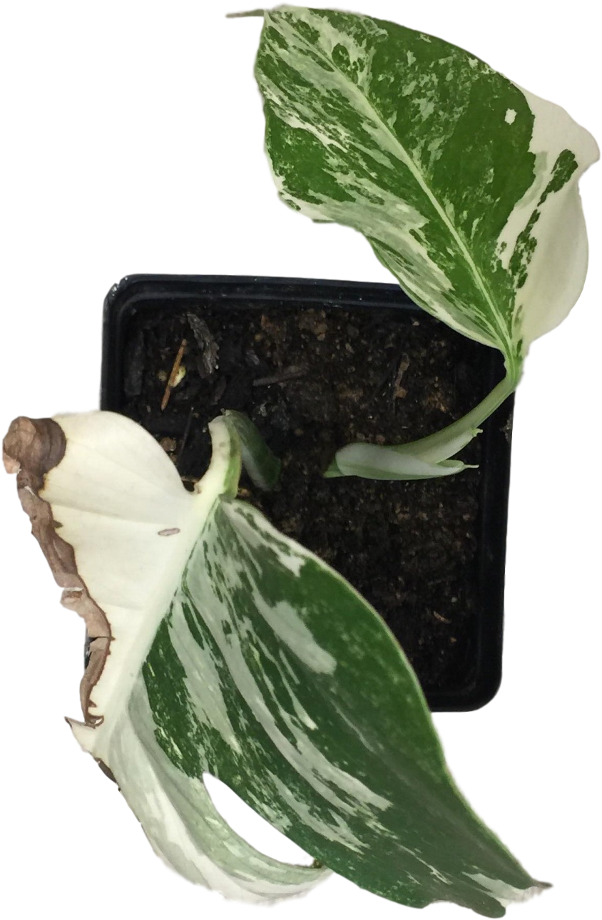 Monstera Deliciosa ' - Arum (1774x2364), Png Download