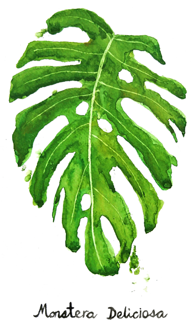 Bleed Area May Not Be Visible - Monstera Deliciosa Painting (466x700), Png Download